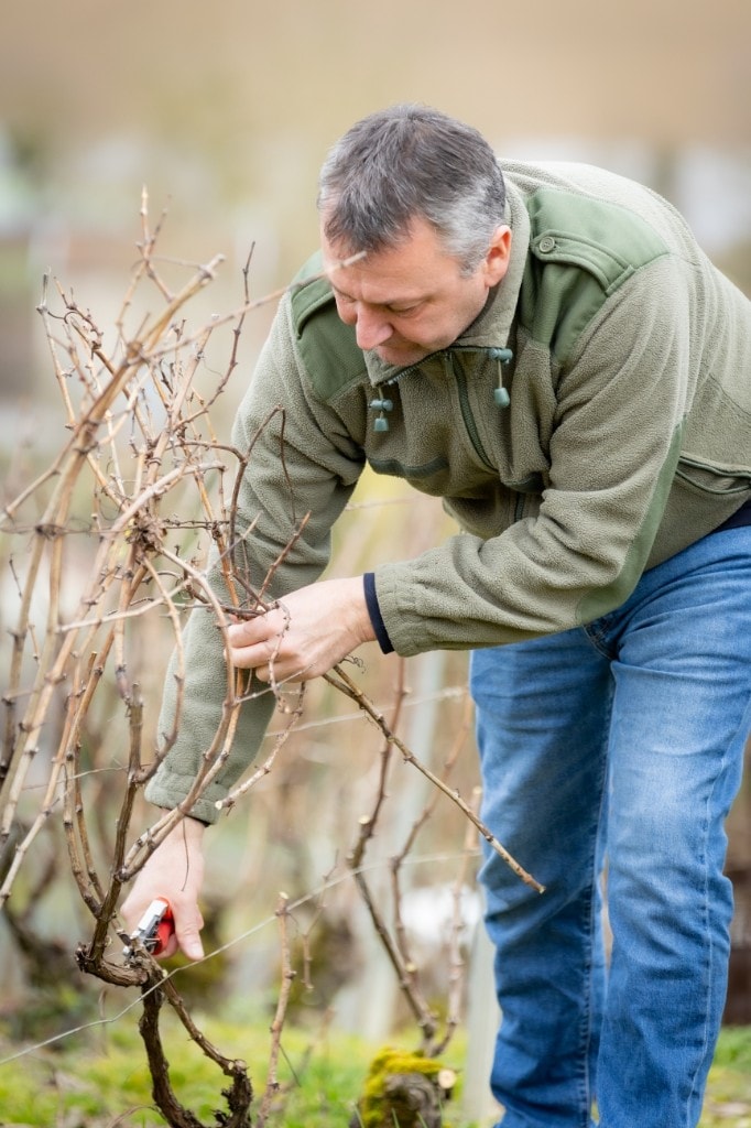Michael Blaise taillant les vignes en hiver
