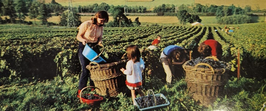 Vendanges en famille dans le vignoble