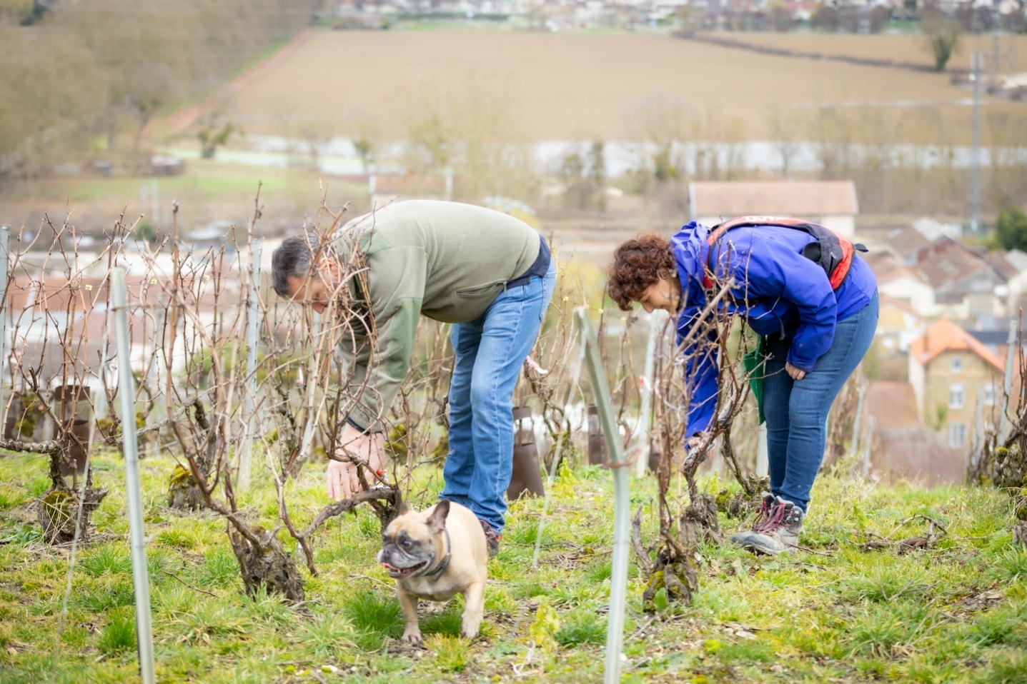 Michael et Fanny taillant les vignes ensemble